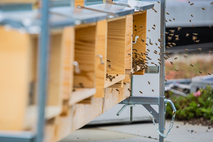 The little bees are looked after by an employee trained as a beekeeper